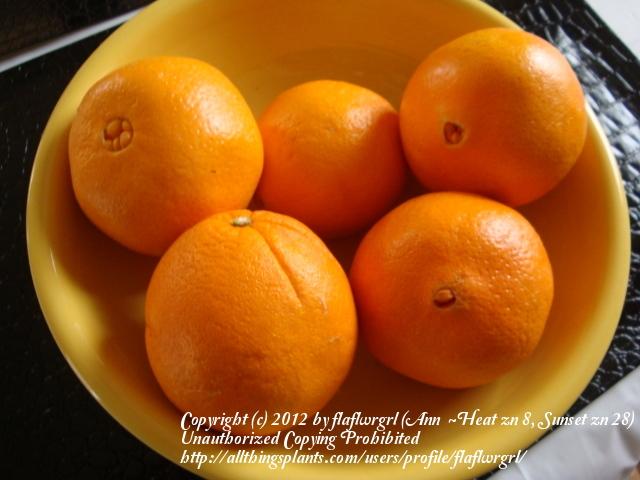 Photo of Grapefruit (Citrus x aurantium) uploaded by flaflwrgrl