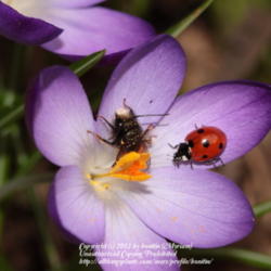 Location: my garden, Gent, Belgium
Date: 2012-03-10
With bee and Ladybird. :)