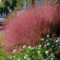 Photo of Pink Muhly Grass (Muhlenbergia capillaris) uploaded by SongofJoy