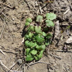 Location: Indiana  Zone 5
Date: 2012-03-09
newly emerging, in spring
