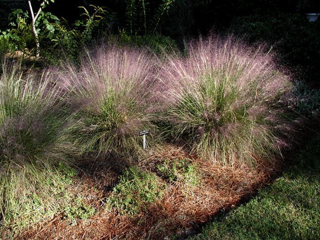 Photo of Pink Muhly Grass (Muhlenbergia capillaris) uploaded by rcn48