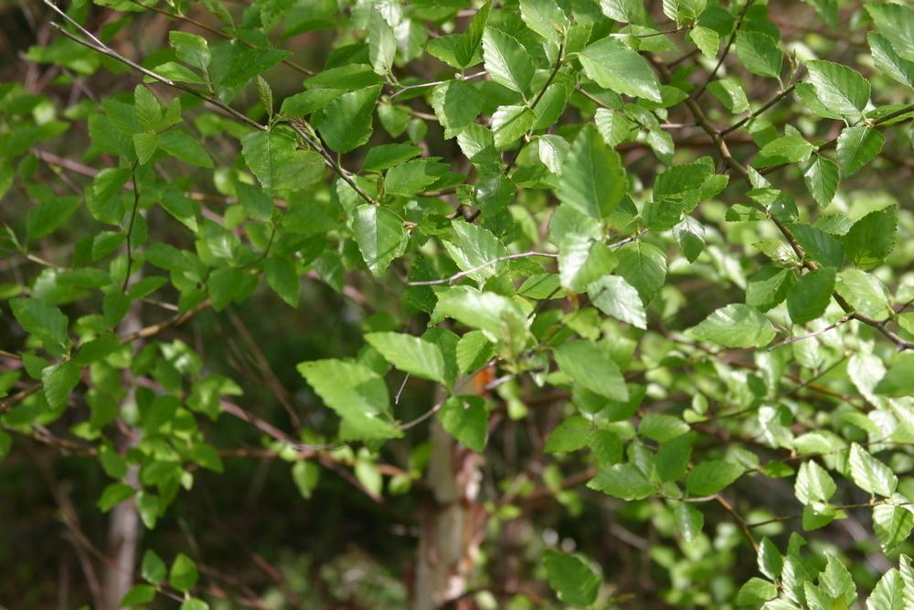 Photo of River Birch (Betula nigra) uploaded by dave
