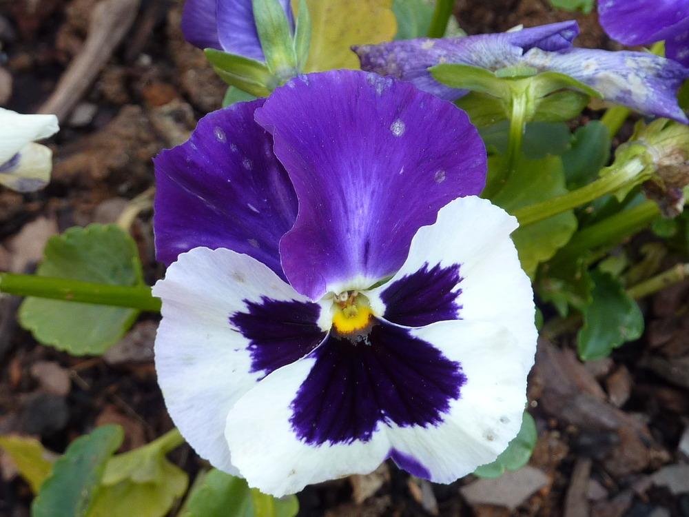 Photo of Pansy (Viola x wittrockiana) uploaded by sandnsea2