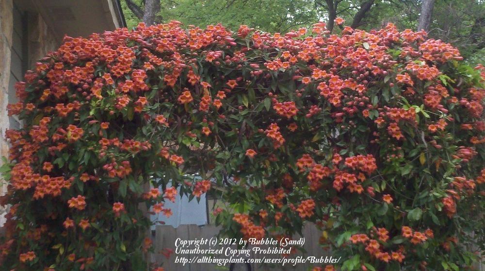 Photo of Trumpet Vine (Campsis radicans) uploaded by Bubbles