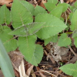 Location: my garden zone 7a NC
Date: 2012-03-21
just emerging 2 year old plants