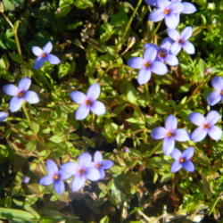 Location: Northeastern, Texas
Date: 2012-03-03
the flowers are tiny but make an attractive lawn in spring