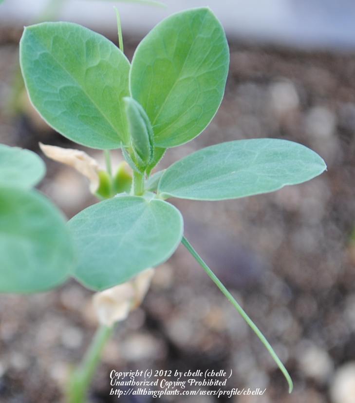Photo of Sweet Pea (Lathyrus odoratus) uploaded by chelle