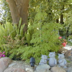 Location: My garden in Bakersfield, CA
Date: April 2009
Waterfall Japanese Maple in spring