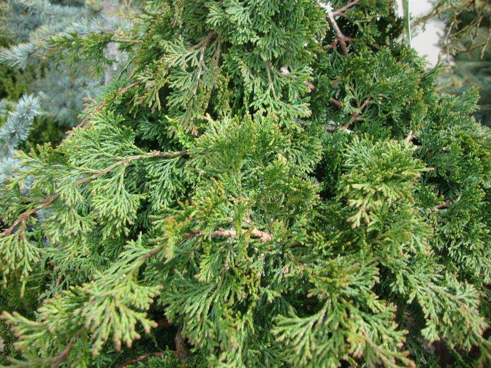 Photo of Hinoki Cypress (Chamaecyparis obtusa) uploaded by Paul2032