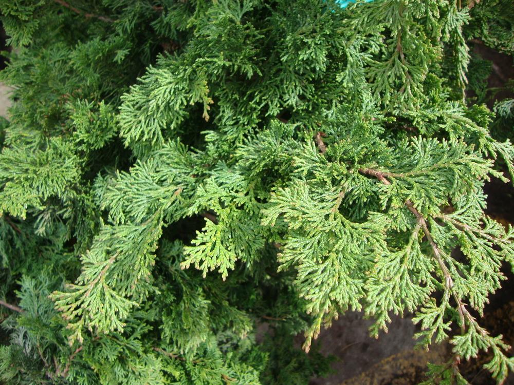 Photo of Hinoki Cypress (Chamaecyparis obtusa) uploaded by Paul2032