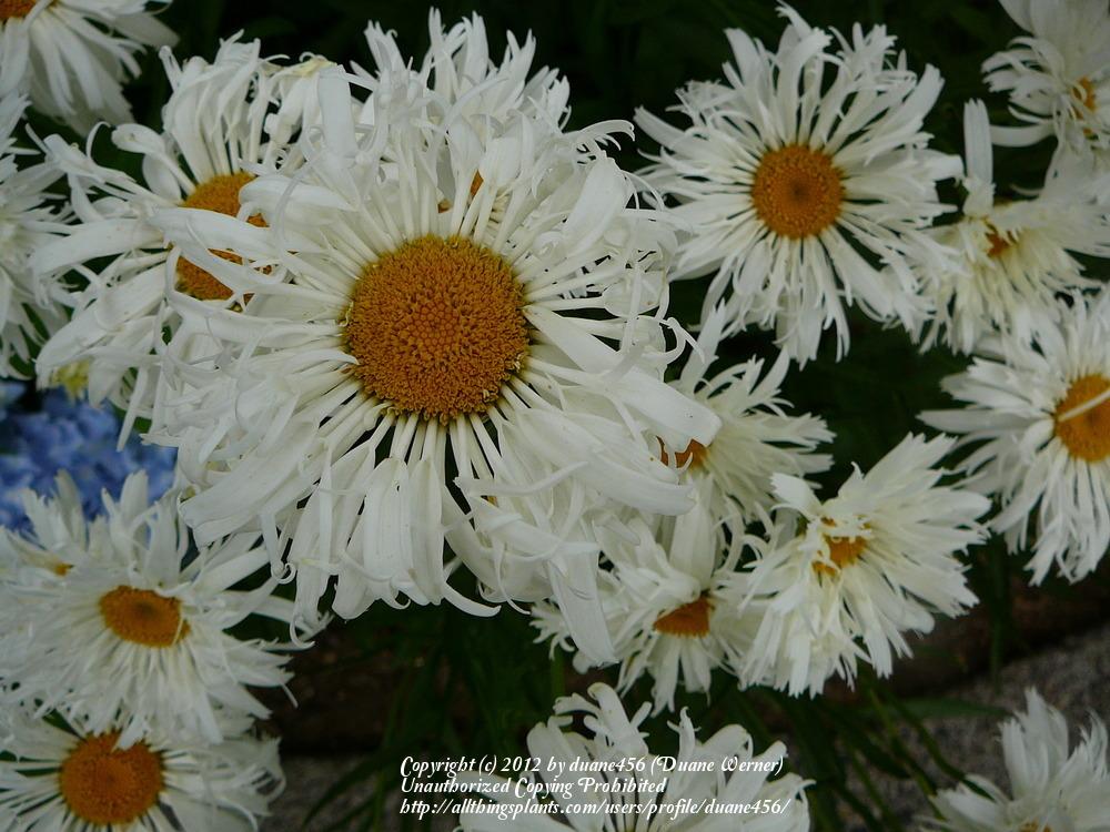 Photo of Shasta Daisy (Leucanthemum x superbum 'Crazy Daisy') uploaded by duane456