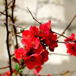 Location: Winchester, Hampshire, England.
Date: 2012-03-24
Ornamental quince in bloom.