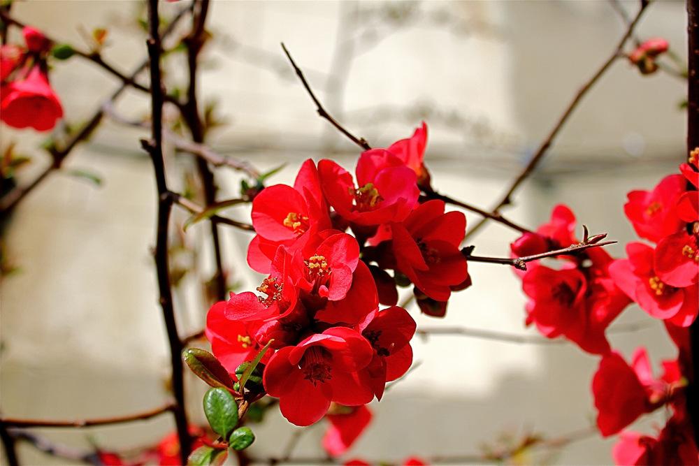 Photo of Flowering Quince (Chaenomeles japonica) uploaded by NEILMUIR1