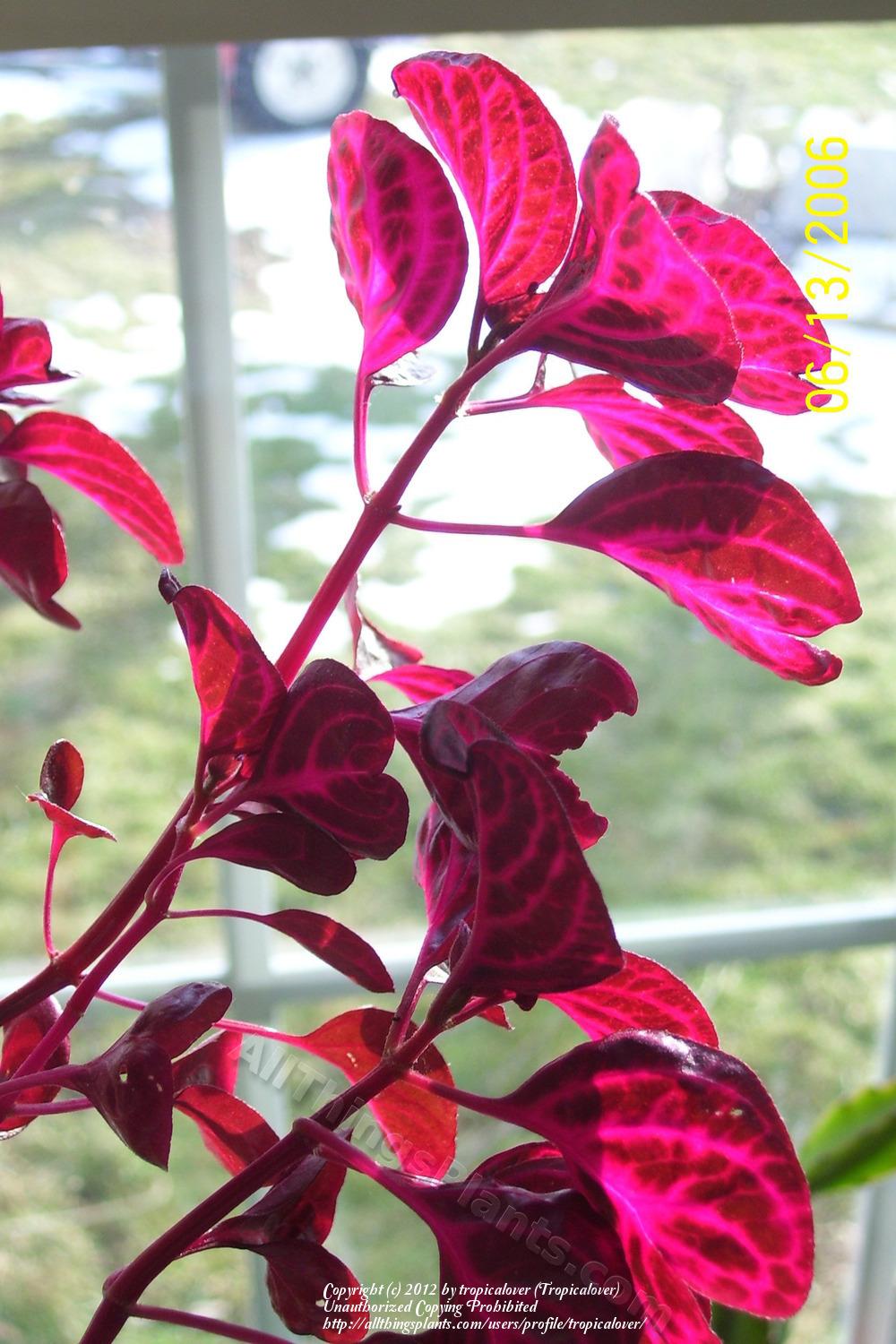 Photo of Bloodleaf (Iresine diffusa f. herbstii) uploaded by tropicalover