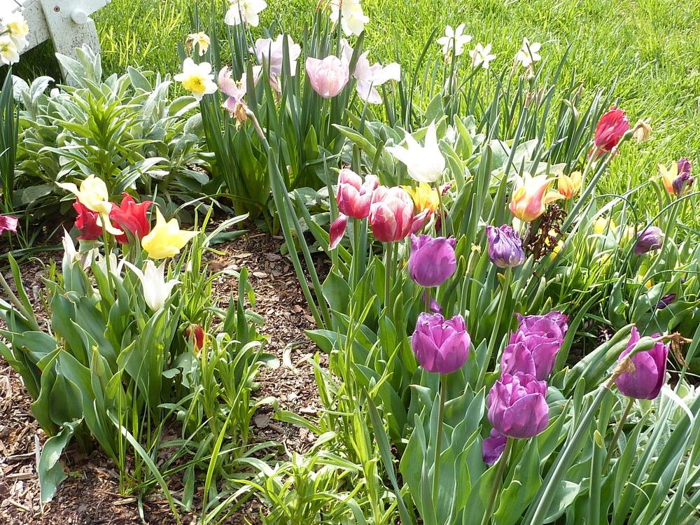 Photo of Tulips (Tulipa) uploaded by sandnsea2
