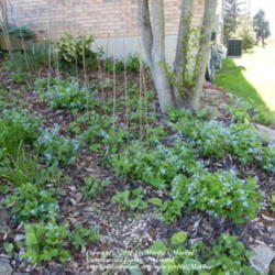 Location: My garden in Kentucky
Date: 2012-03-27