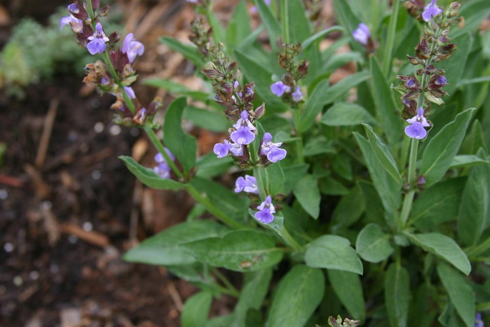 Photo of Culinary Sages (Salvia officinalis) uploaded by Trish