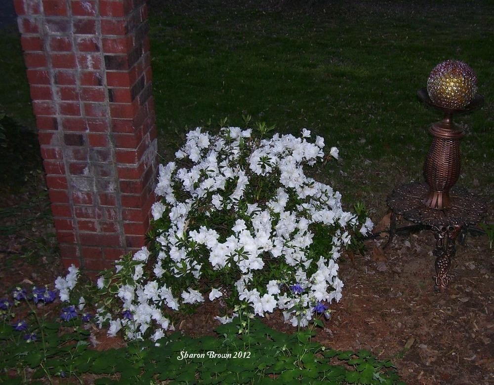 Photo of Evergreen Azalea (Rhododendron 'Delaware Valley White') uploaded by Sharon