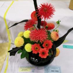 Location: Lindisfarne Dahlia Show-Tasmania
Date: 24-3-2012
Dahlia Floral Art