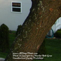 Location: My garden in Kentucky
Date: 2012-04-01