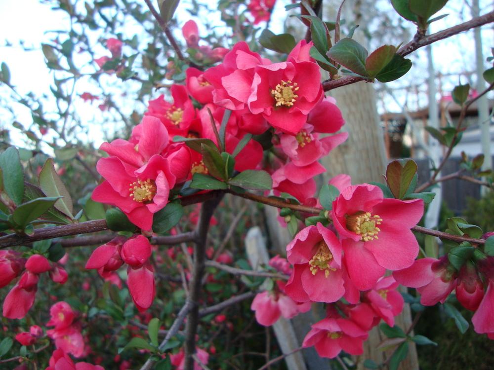 Photo of Flowering Quince (Chaenomeles japonica) uploaded by Paul2032