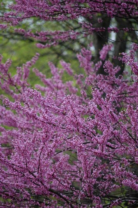 Photo of Eastern Redbud (Cercis canadensis) uploaded by pixie62560