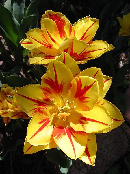 Photo of Double Early Tulip (Tulipa 'Monsella') uploaded by sandnsea2