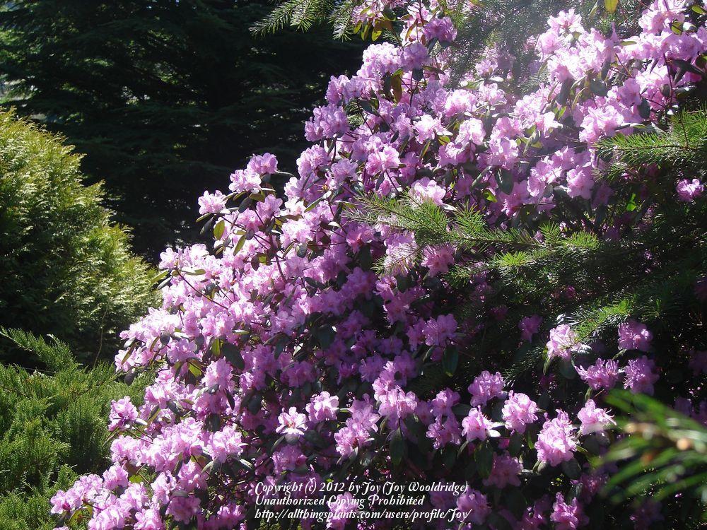 Photo of Satsuki Azalea (Rhododendron indicum) uploaded by Joy