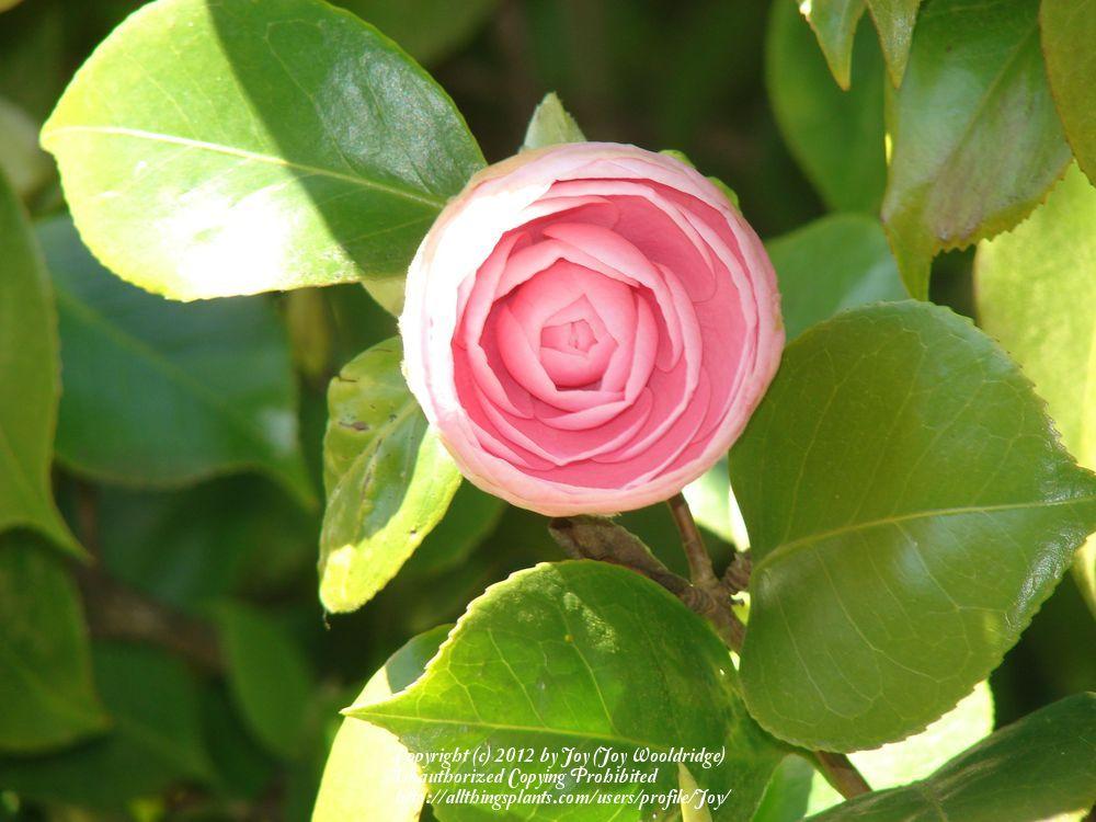 Photo of Camellias (Camellia) uploaded by Joy