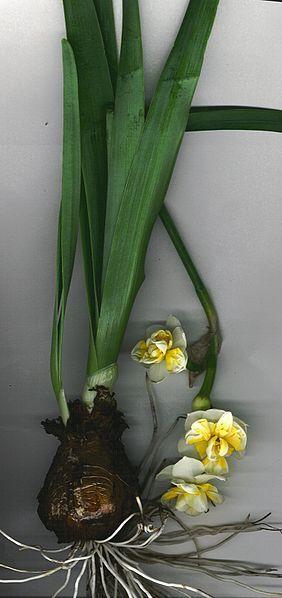 Photo of Daffodils (Narcissus) uploaded by sandnsea2