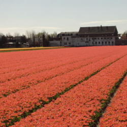 Location: Hillegom, Holland
photo by: Joris van Rooden, Field of Tulips