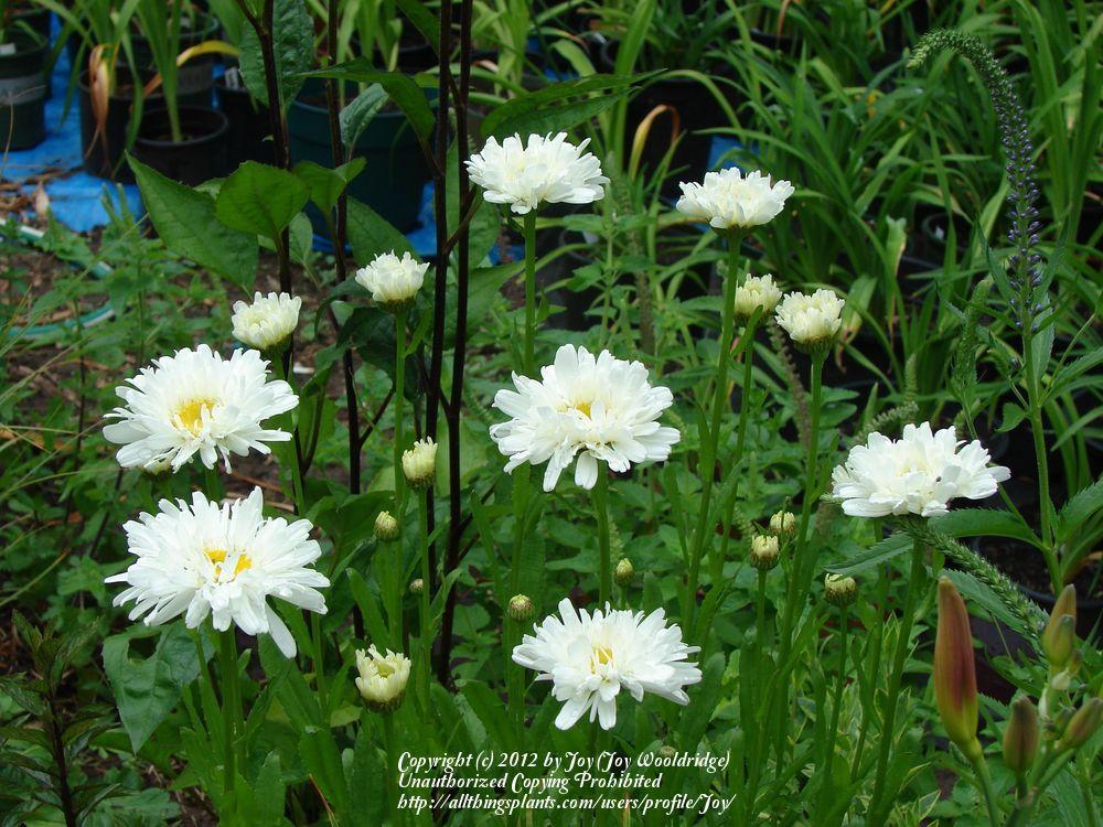 Photo of Shasta Daisy (Leucanthemum x superbum 'Crazy Daisy') uploaded by Joy