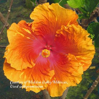 Photo of Tropical Hibiscus (Hibiscus rosa-sinensis 'Flashdancer') uploaded by SongofJoy