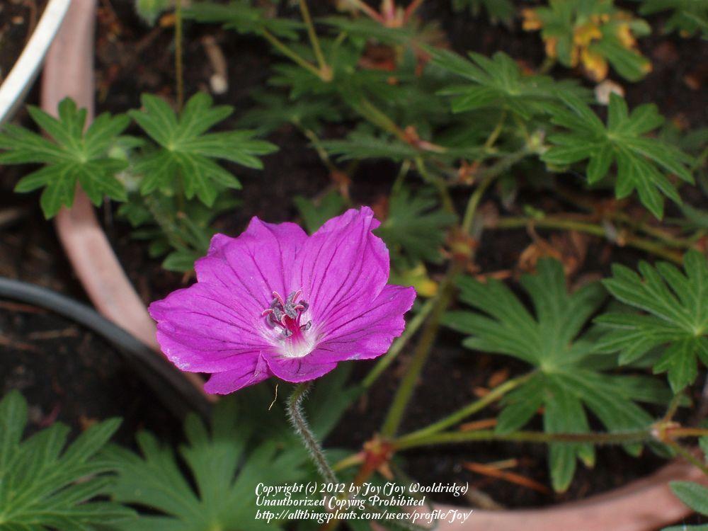 Photo of Hardy Geranium (Geranium sanguineum) uploaded by Joy