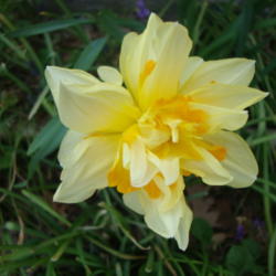 Location: Pleasant Grove, Utah
Date: 2012-04-10
In my garden