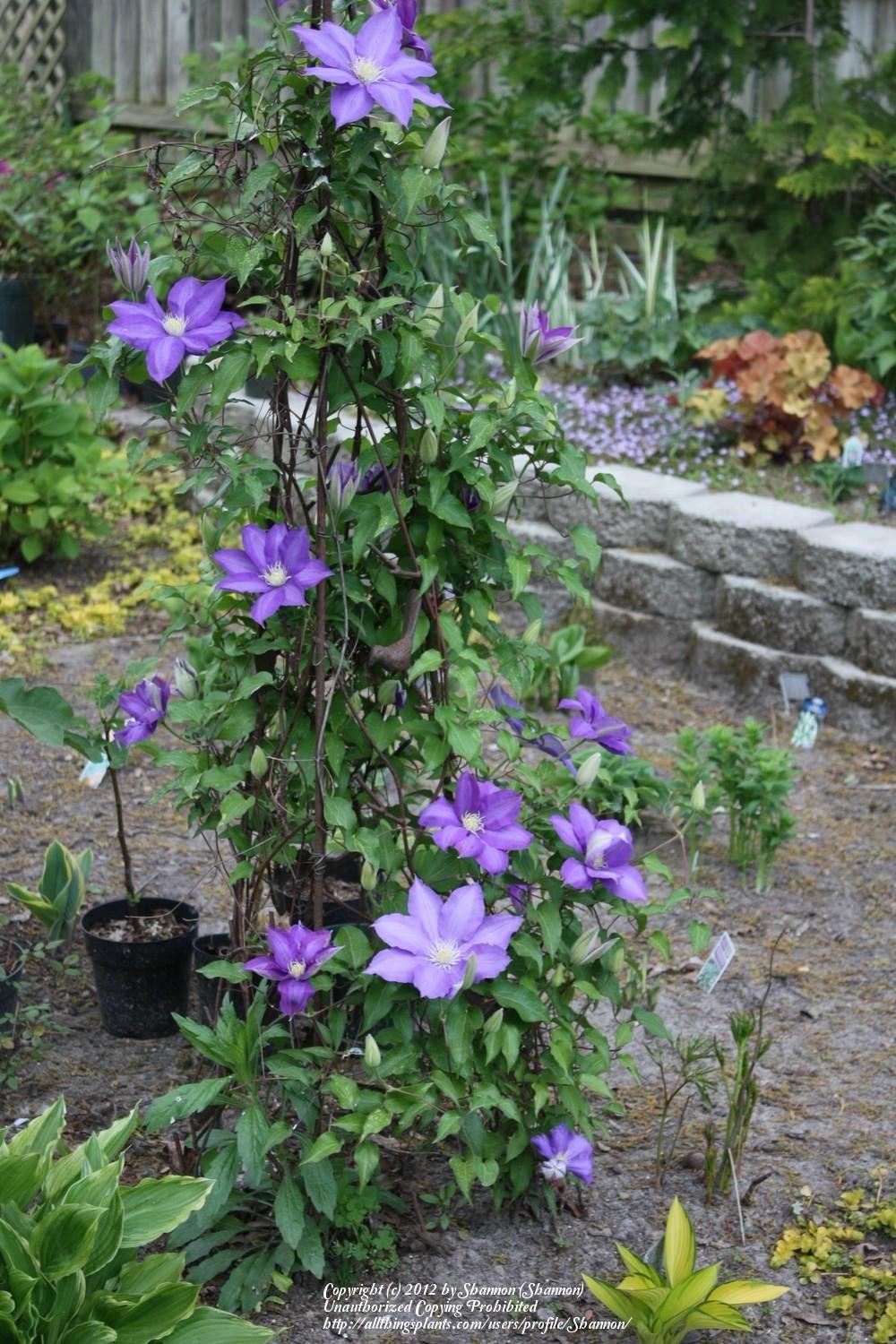 Photo of Clematis uploaded by Shannon