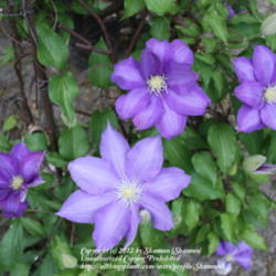 Location: Virginia
Date: 2012-04-09
2012 First blooms