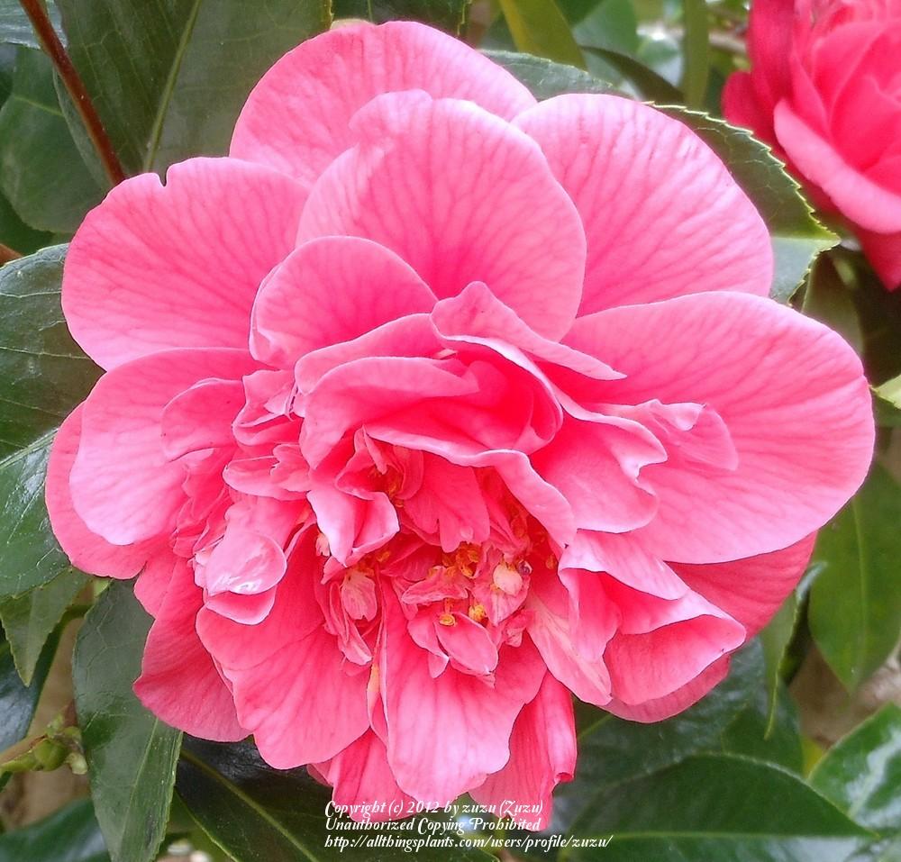 Photo of Camellias (Camellia) uploaded by zuzu