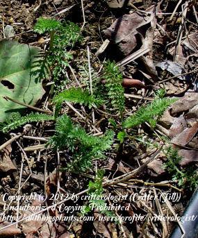 Photo of Yarrow (Achillea millefolium) uploaded by critterologist
