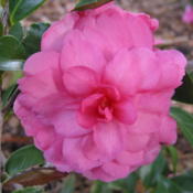 Camellia (Camellia sasanqua 'Chansonette')