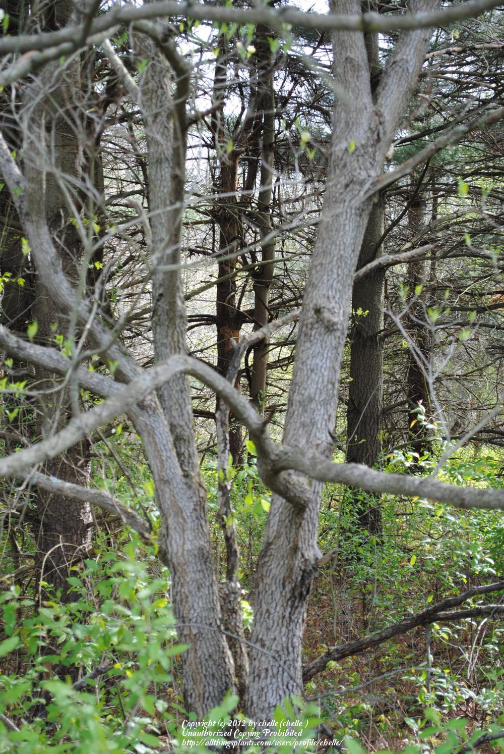 Photo of Flowering Dogwood (Cornus florida) uploaded by chelle