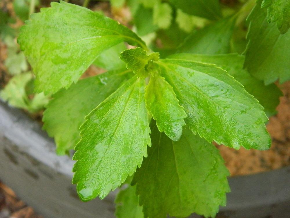 Photo of Stevia (Stevia rebaudiana) uploaded by wildflowers