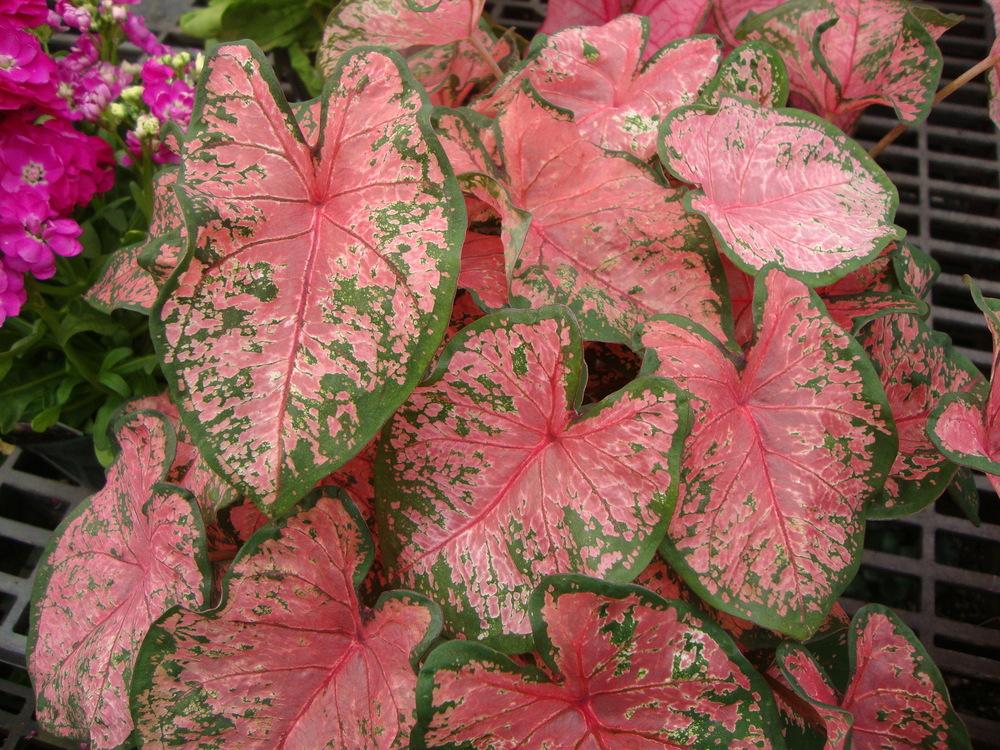 Caladiums Plant Care and Collection of Varieties