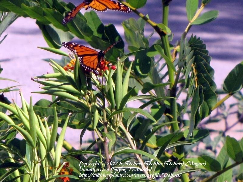Photo of Tropical Milkweed (Asclepias curassavica) uploaded by Debnes