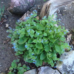 Location: Pleasant Grove, Utah
Date: 2012-04-17
In my garden