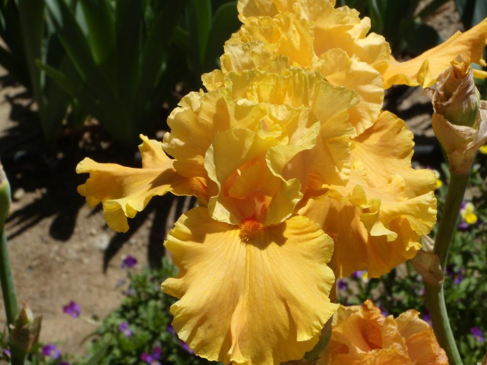 Photo of Tall Bearded Iris (Iris 'Cordoba') uploaded by Betja