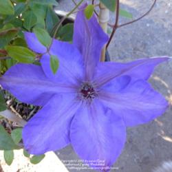 Location: In my Northern California garden
Date: 2012-04-19