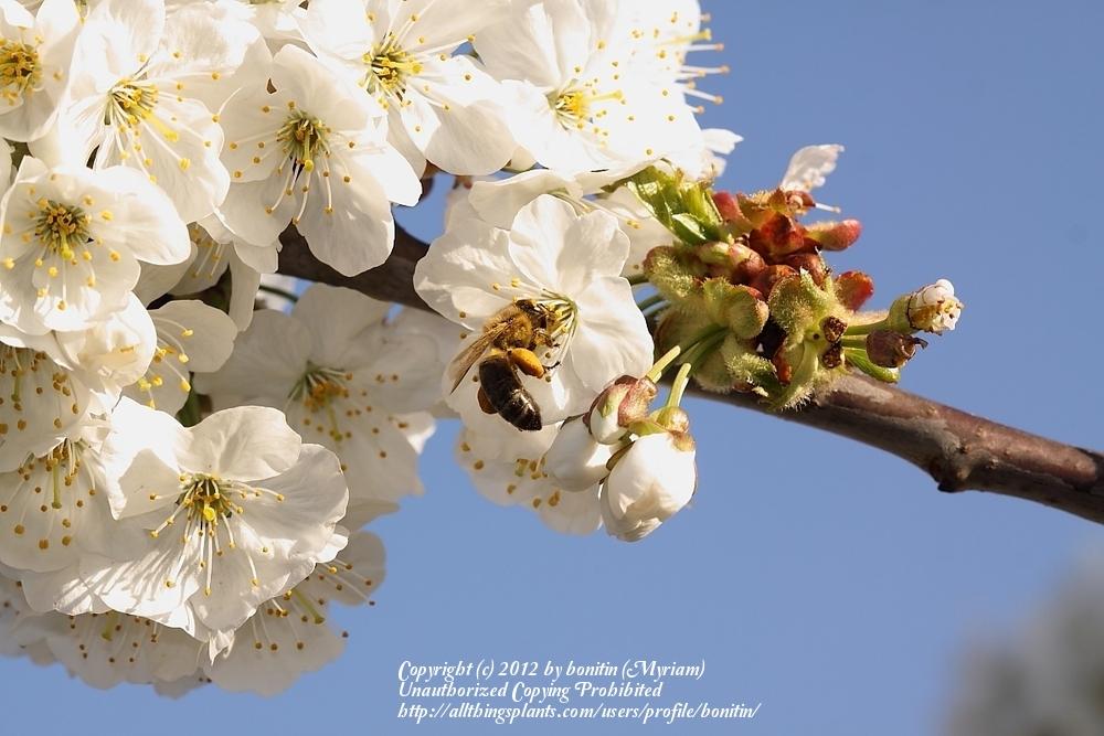 Photo of Sweet Cherries (Prunus avium) uploaded by bonitin
