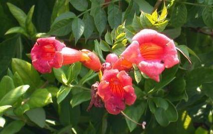 Photo of Trumpet Vine (Campsis radicans) uploaded by dave