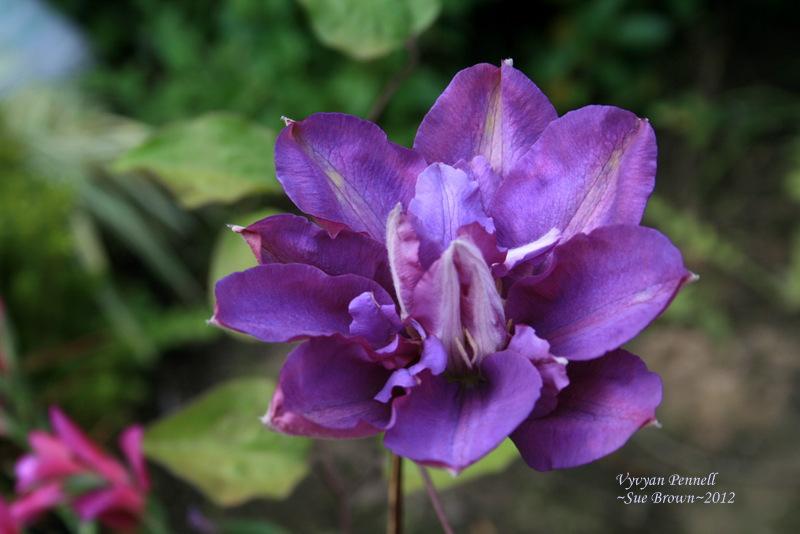 Photo of Clematis 'Vyvyan Pennell' uploaded by Calif_Sue
